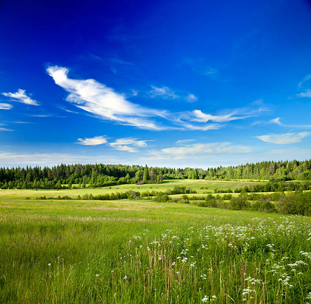 istock Boundless meadow with fresh grass in blue sky 105549300
