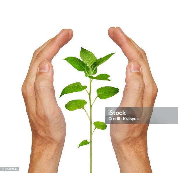 Растущее Зеленое Растение — стоковые фотографии и другие картинки Горизонтальный - Горизонтальный, Дерево, Держать