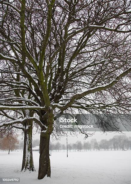 Snowy Trees Stock Photo - Download Image Now - Bare Tree, Branch - Plant Part, Clapham Common