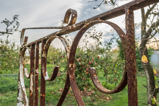 Close-up, shallow focus of a rusty garden, ornamental gate seen opened and leading the way to an apple and pear orchard in a rural location.