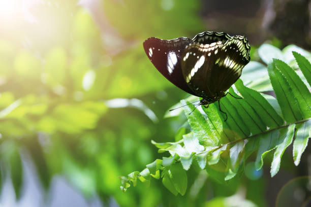 Postman (Heliconius melpomene erato) tropical butterfly resting in jungle forest plants