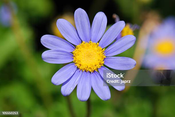 Deep Blue Daisy Stock Photo - Download Image Now - Beauty In Nature, Blue, Cheerful