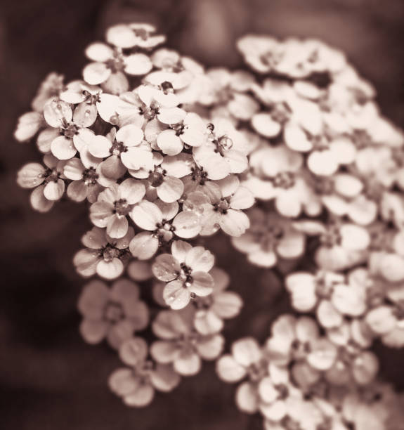 White pretty flowers yarrow large for good health mood in sepia