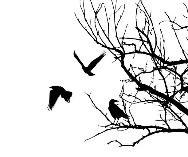 Vector illustration of Realistic illustration with silhouettes of three birds - crows or ravens sitting on tree branch without leaves and flying, isolated on white background - vector