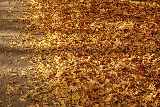istock Yellow autumn leaves on the ground 1055506044