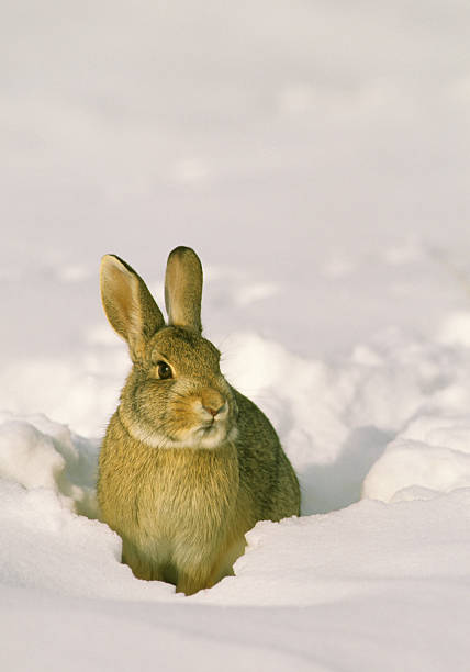 istock Cottontail Rabbit in Snow 105550835