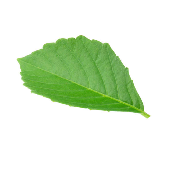 istock Green leaves isolated on a white background 1055513232
