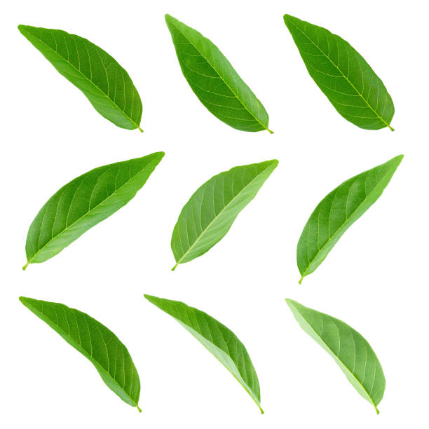 istock Green leaves set isolated on a white background 1055513248