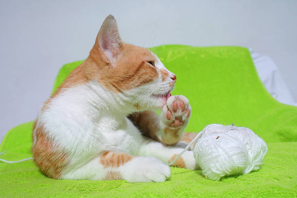 istock Cat licking his foots. 105551340