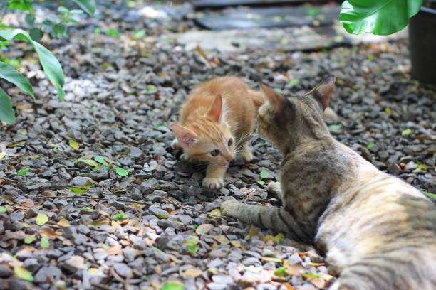 istock Cat photos in the garden 1055513956
