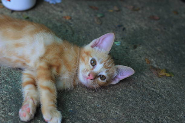 istock Cat photos in the garden 1055513988