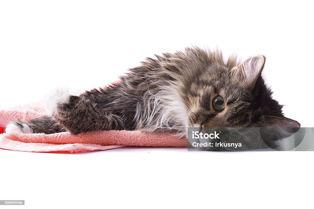 Gato lamber o pêlo e deitado na Toalha de Banho - Royalty-free Animal Foto de stock