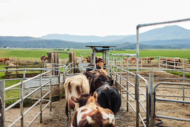 The best bred cattle Shot of a herd of cattle on a dairy farm cattle pen stock pictures, royalty-free photos & images