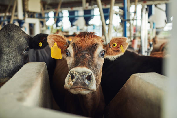 Close up portrait of a curious calf looking through a metal fence in a livestock farm, showing animal expression and rural farming environment