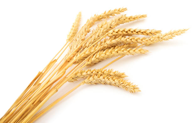 istock Ripe ears of wheat. 1055518824