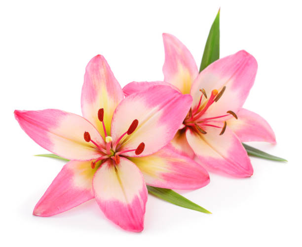 istock Pink lily flower. 1055518852