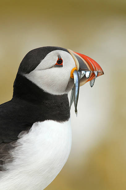 istock Puffin with fish in its beak 105551974