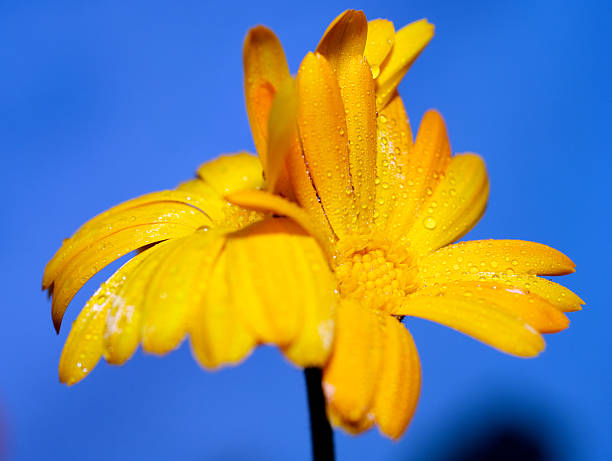 Calendula officinalis stock photo