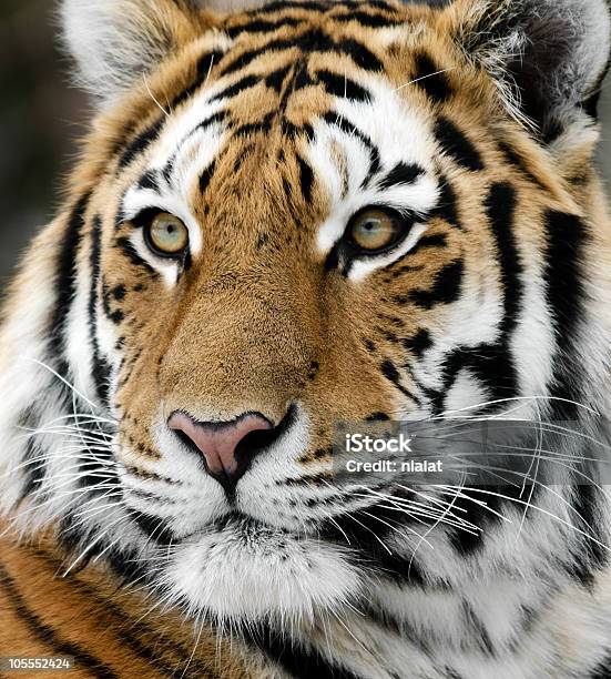 Tiger Foto de stock y más banco de imágenes de Animal - Animal, Animales cazando, Animales salvajes