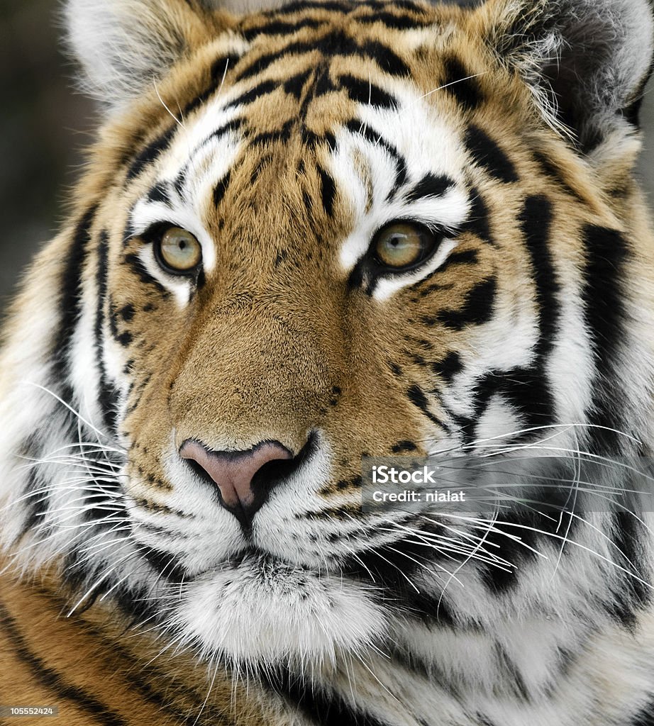 Tigre - Foto de stock de Animais caçando royalty-free