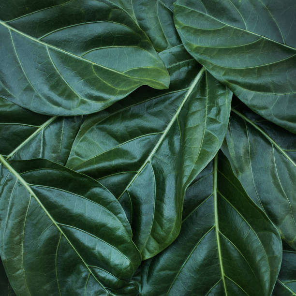 istock Leaf, leaves texture background. nature tropical concept 1055524828