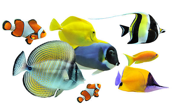 กลุ่มปลาหลากสีสันแปดตัวบนพื้นหลังสีขาว - ปลากะรังจิ๋ว ปลาเขตร้อน ภาพสต็อก ภาพถ่ายและรูปภาพปลอดค่าลิขสิทธิ์