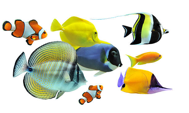 group of eight colorful fish on white background - 銀線小丑魚 個照片及圖片檔