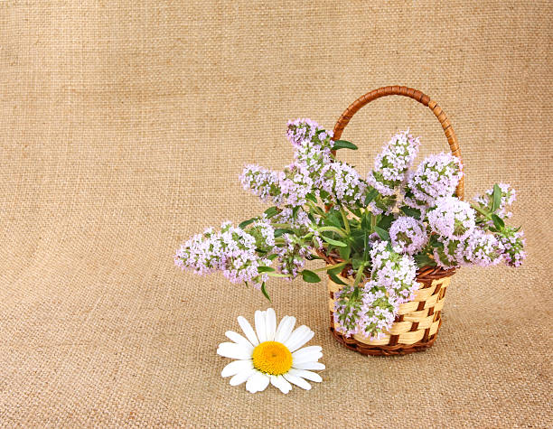 Thyme bunch in basket stock photo