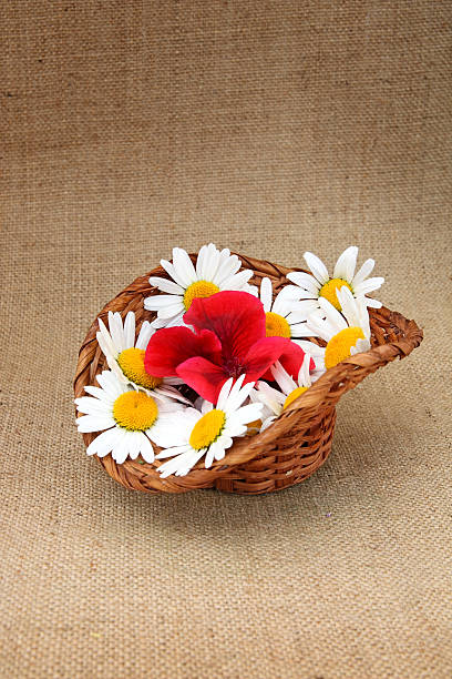 Basket with head daisy flower stock photo