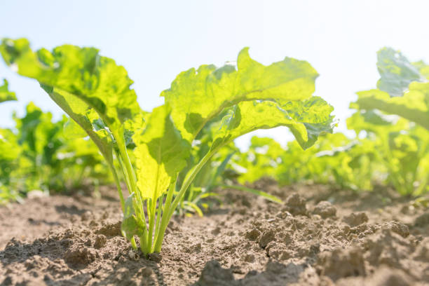 istock Field of the red beetroot. Young green beetroot plants. 1055531442
