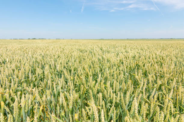 istock Green wheat field on sunny day. 1055531830