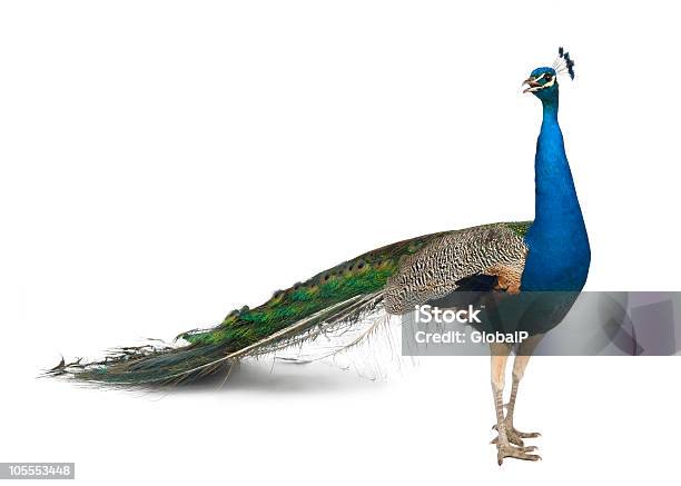 Side View Of Male Indian Peafowl Standing And Looking Away Stock Photo - Download Image Now