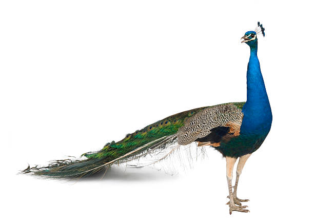 side view of male indian peafowl standing and looking away. - 藍孔雀 個照片及圖片檔
