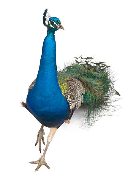 istock Front view of Male Indian Peafowl walking. 105553450