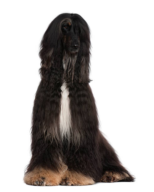 istock Front view of Afghan Hound, sitting and looking away. 105553455