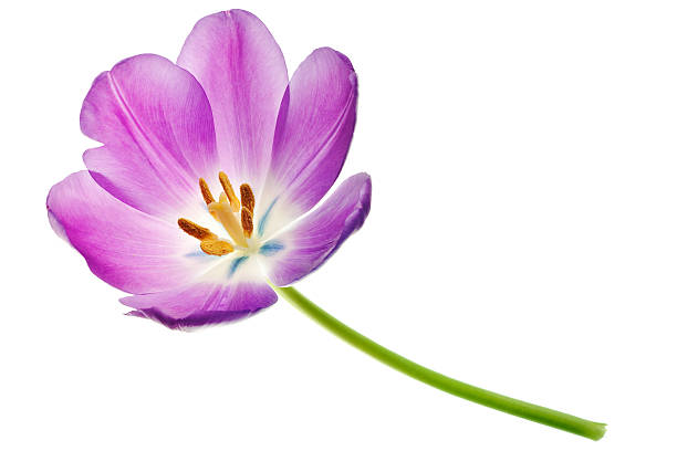istock purple tulip isolated 105553510