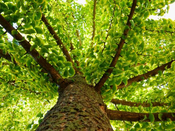 ginkgo biloba baum in absteigender perspektive im herbst - ginkgobaum stock-fotos und bilder