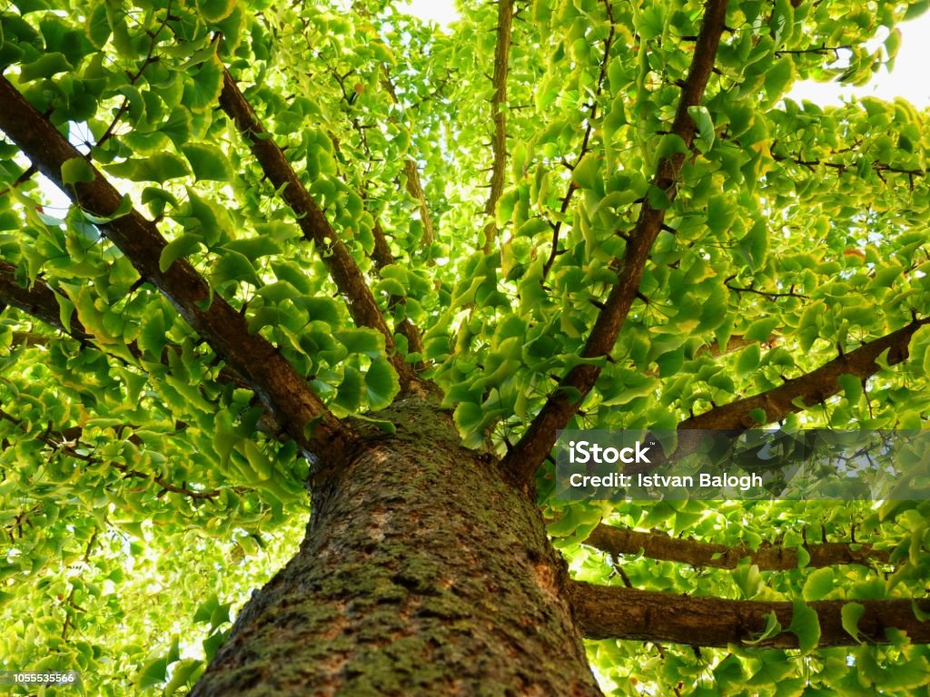 ginkgo biloba tree in diminishing perspective in the fall ginkgo biloba tree in diminishing perspective in the fall with green leaves, slowly turning yellow Ginkgo Stock Photo