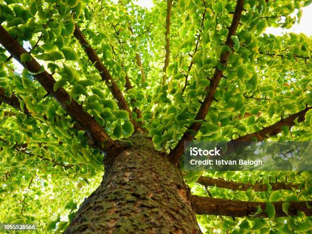 Ginkgo Biloba Tree In Diminishing Perspective In The Fall Stock Photo - Download Image Now
