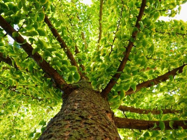 árvore de ginkgo biloba na perspectiva de diminuição no outono - treelined forest tree summer - fotografias e filmes do acervo