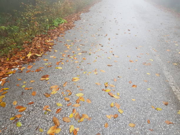 istock Autumn leaves on the road 1055537206