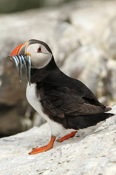 istock Puffin with fish in its beak 105553744