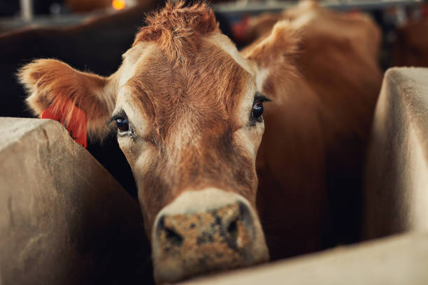 Did someone say hay? Shot of a herd of cattle on a dairy farm cattle pen stock pictures, royalty-free photos & images