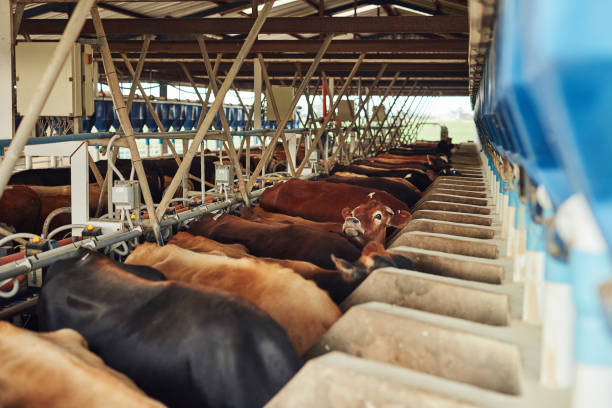 istock Commercial cow farming 1055537742