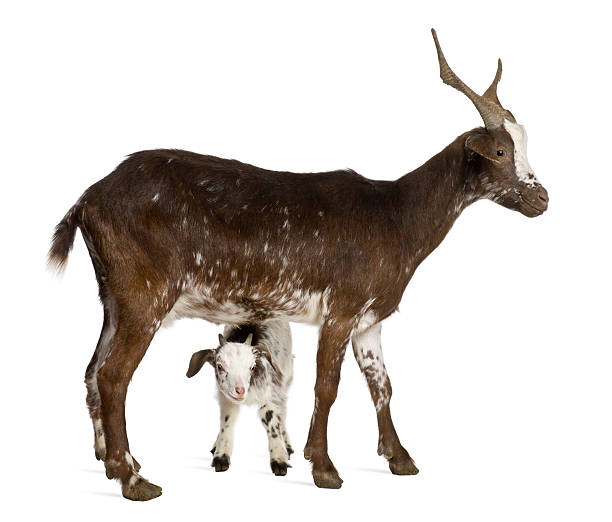 istock Female Rove goat with kid standing. 105553850
