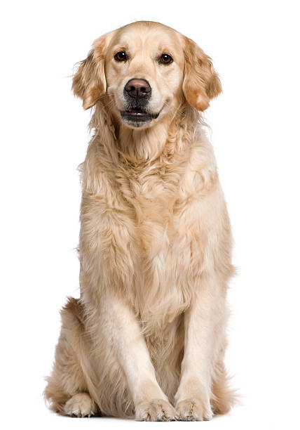 Labrador Retriever, sitting and looking at the camera.  labrador retriever stock pictures, royalty-free photos & images