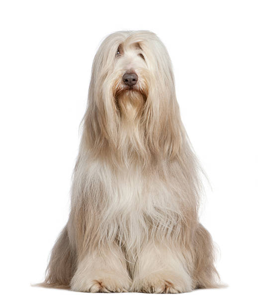 istock Front view of Bearded Collie, 6 years old, sitting. 105553856