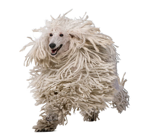 istock White Corded Standard Poodle running, with mouth open. 105553900