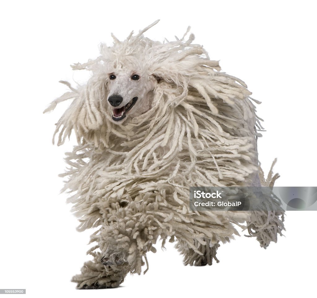 White Corded Standard Poodle running, with mouth open.  Dog Stock Photo