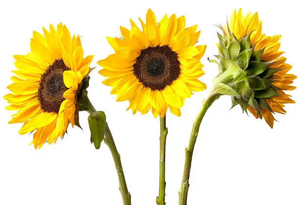 Photo of Three Sunflowers Isolated on White